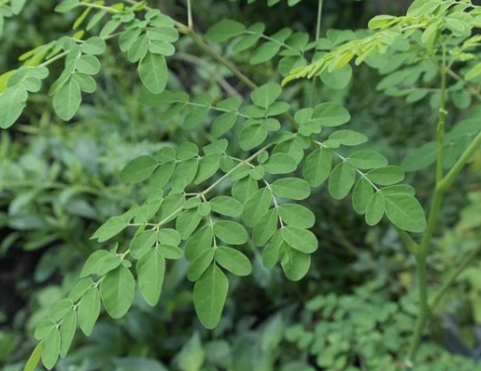 Moringa Leaf Closeup