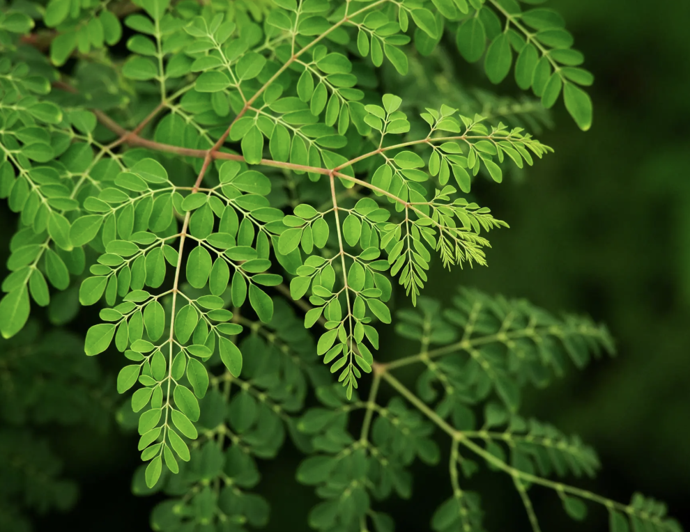 Moringa Leaves