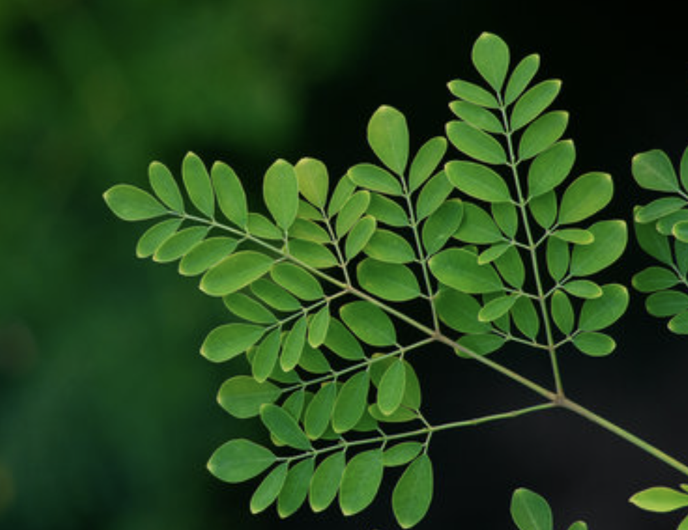 Moringa Blog